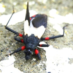 Microtomus cinctipes