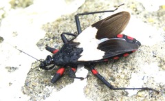 Microtomus cinctipes