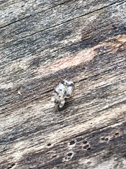 Corythucha juglandis