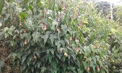 Callianthe megapotamica