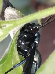 Macrocneme chrysitis