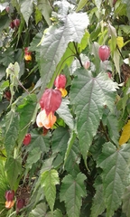 Callianthe megapotamica
