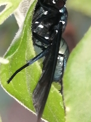 Macrocneme chrysitis