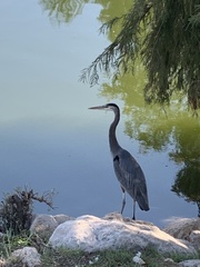 Ardea herodias