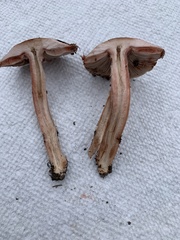Agaricus depauperatus