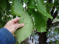 Quercus griffithii