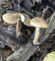 Lepiota asperula
