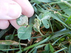 Liriomyza fricki