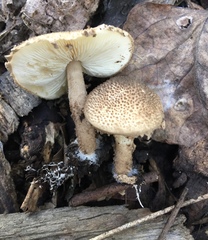 Lepiota asperula