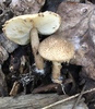 Lepiota asperula - Photo no rights reserved, uploaded by Sigrid Jakob