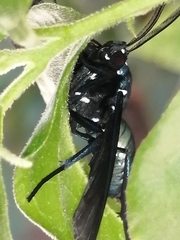 Macrocneme chrysitis