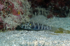 Gnatholepis thompsoni