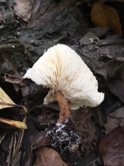 Lepiota asperula