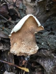 Lepiota asperula