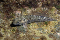 Mauligobius maderensis