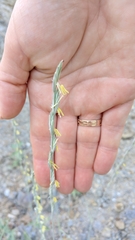 Thinopyrum elongatum