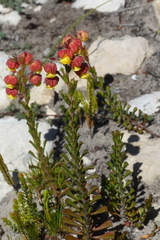 Hermannia concinnifolia