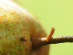Epuraea ocularis