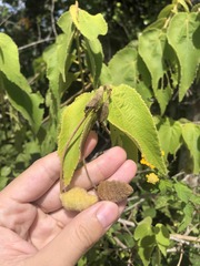 Helicteres jamaicensis