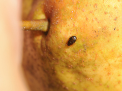 Epuraea ocularis