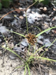 Cyperus planifolius