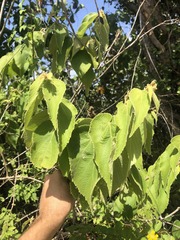 Helicteres jamaicensis