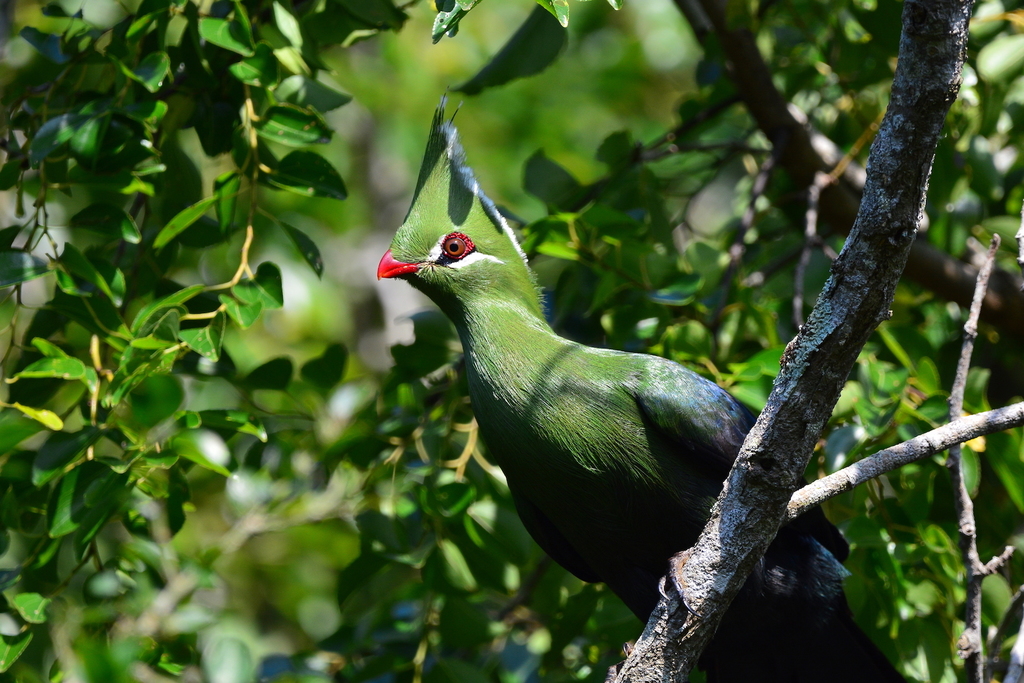 Livingstone's Turaco