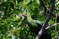 Livingstone's Turaco photo 1