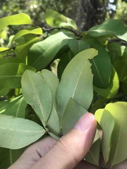 Erythroxylum areolatum