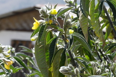 Piptanthus nepalensis