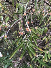 Elaeagnus angustifolia
