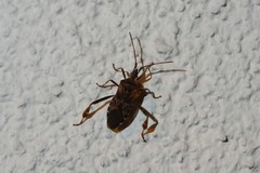 Leptoglossus occidentalis
