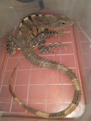 Ctenosaura similis