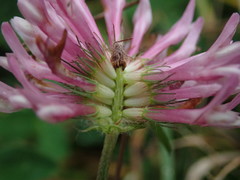 Trifolium pratense
