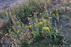 Arnica lanceolata prima