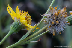 Arnica lanceolata prima