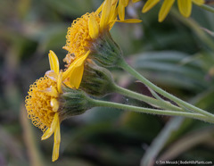 Arnica lanceolata prima