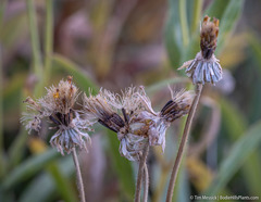 Arnica lanceolata prima