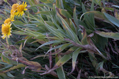 Arnica lanceolata prima