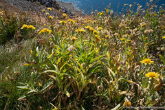 Arnica lanceolata prima