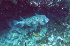 Chilomycterus reticulatus