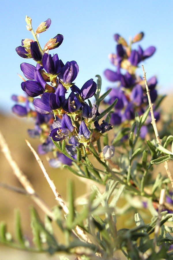 Psorothamnus
