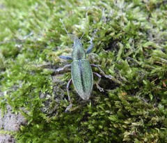 Naupactus auricinctus