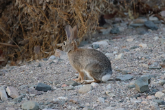 Sylvilagus audubonii