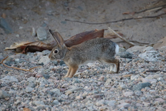 Sylvilagus audubonii