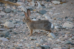 Sylvilagus audubonii