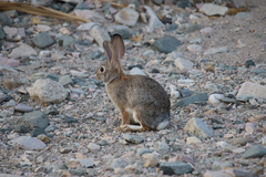 Sylvilagus audubonii