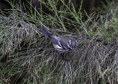 Setophaga nigrescens