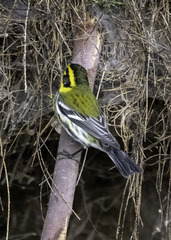 Setophaga townsendi