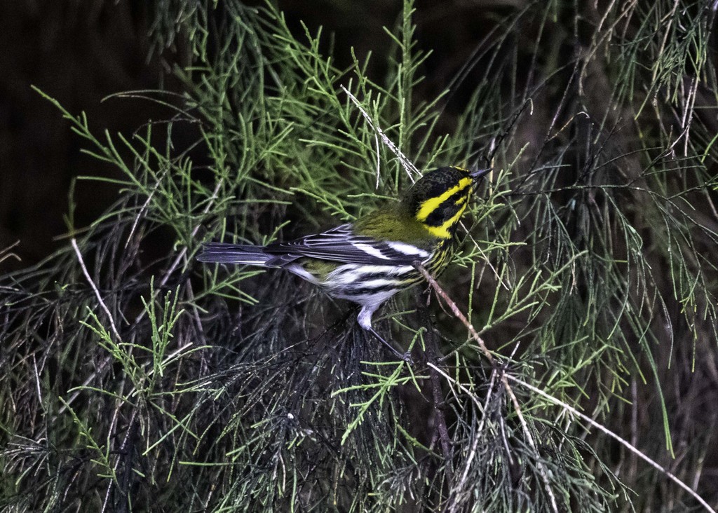 Townsend's Warbler from Camarillo, CA, USA on October 24, 2020 at 08:41 ...